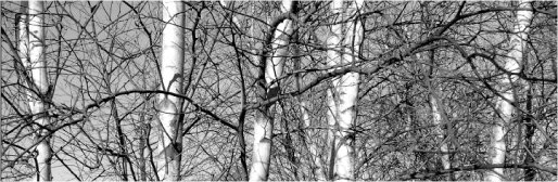 514stlascaux_whiteday