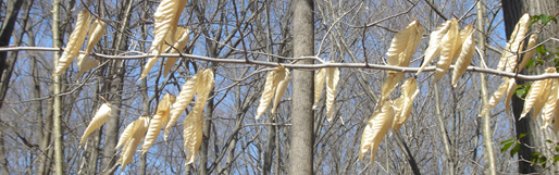 514stlascaux_birdtobeech