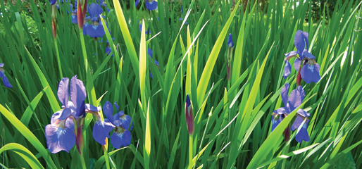 514stlascaux_wishesandrain