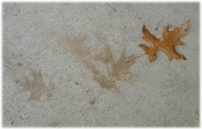 Oak leaf impressions