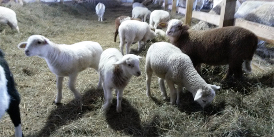 stlascaux_coldspring_c2014_140228jpg