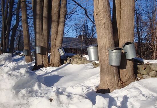 cold_spring_diary_maples_x550_140308jpg